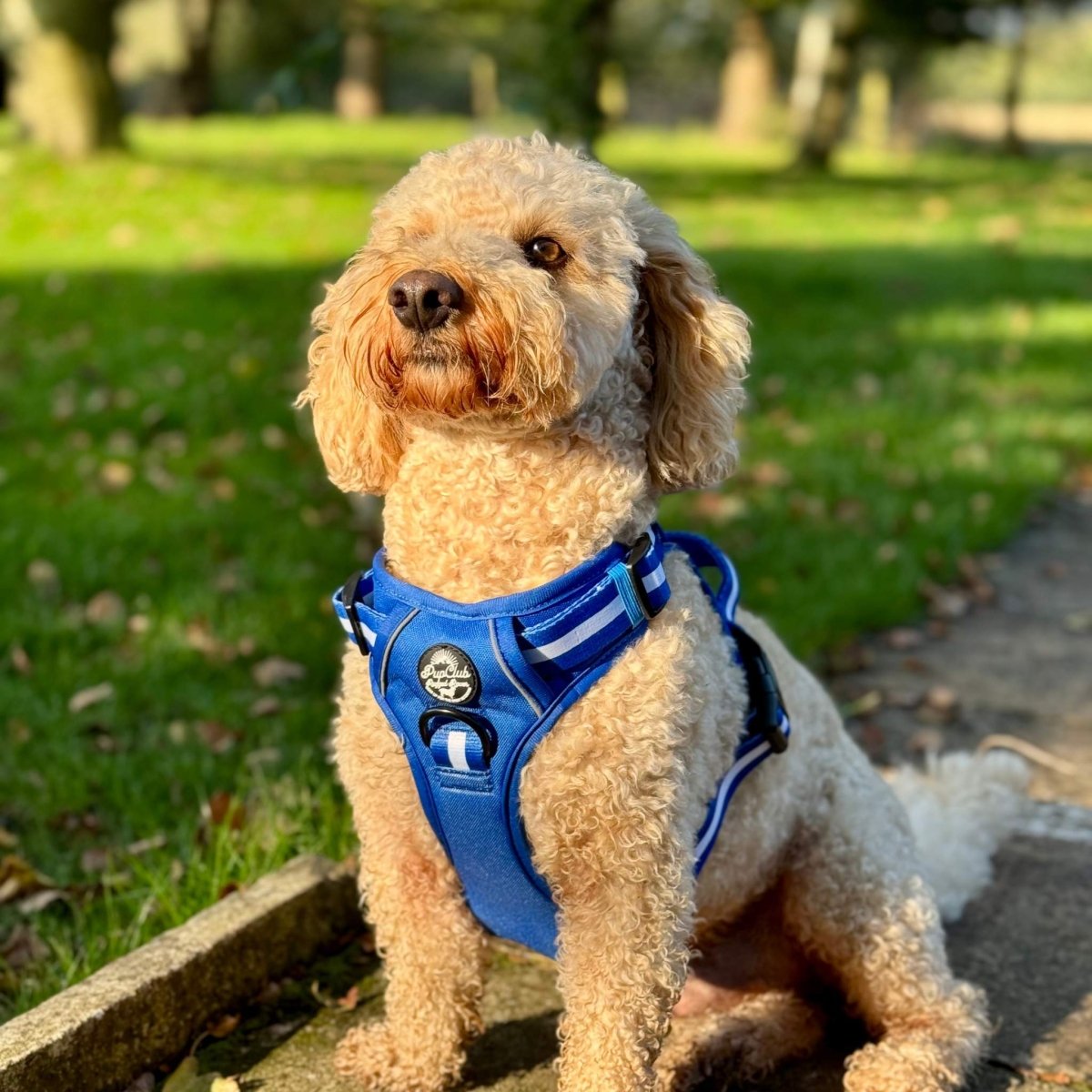 Royal Blue Rugged Rover No Pull Dog Harness