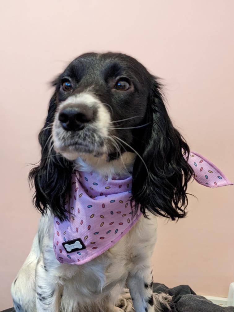 Sprinkles Cooling Bandana Pink