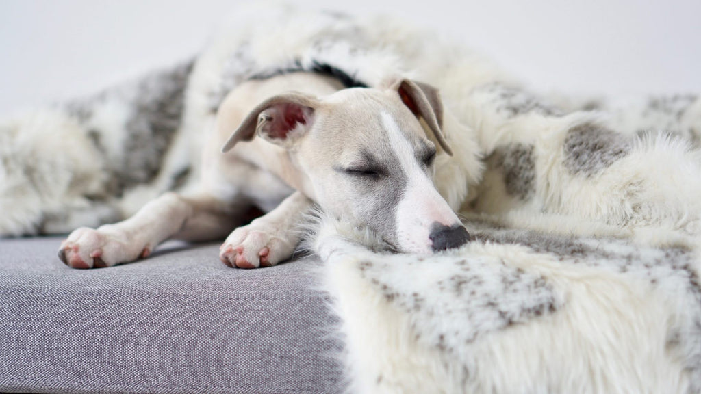 playful pup snuggled into the soft brown and white tosse blanket during a cozy nap