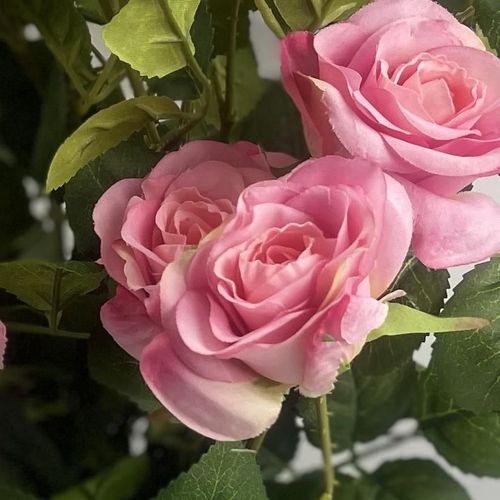60cm Premium Pink Silk Rose Bush with Realistic Petals