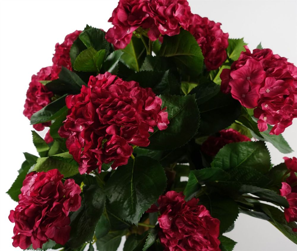 75cm Pink Hydrangea Plant in Pot