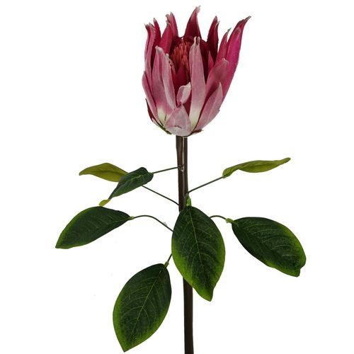 Pack of 6 Pink Protea Sugarbush Flower Stems 65cm