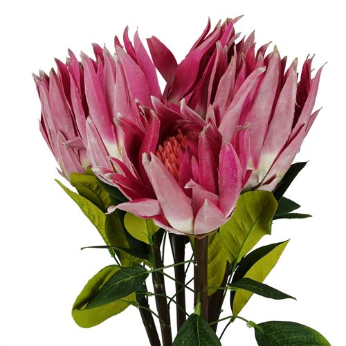 Pack of 6 Pink Protea Sugarbush Flower Stems 65cm