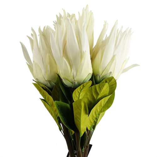 65cm White Protea Sugarbush Flower Stem