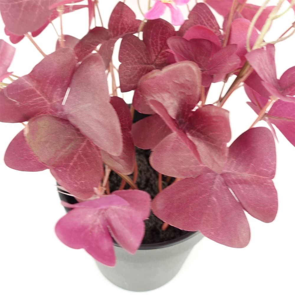 30cm Purple Shamrock Plant with Pink Flowers Potted