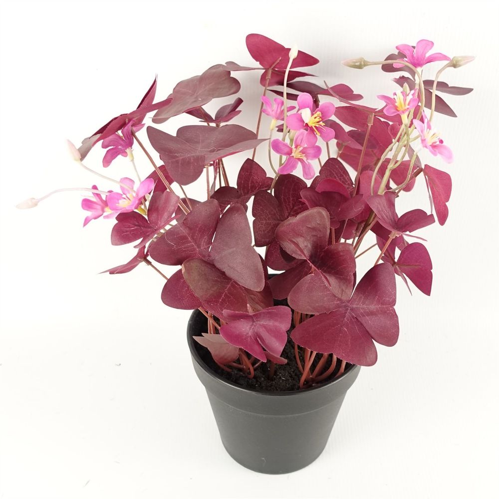 30cm Purple Shamrock Plant with Pink Flowers Potted