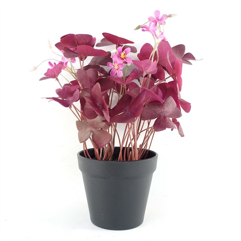 Purple Shamrock Pink Flowers Potted Plant 30cm