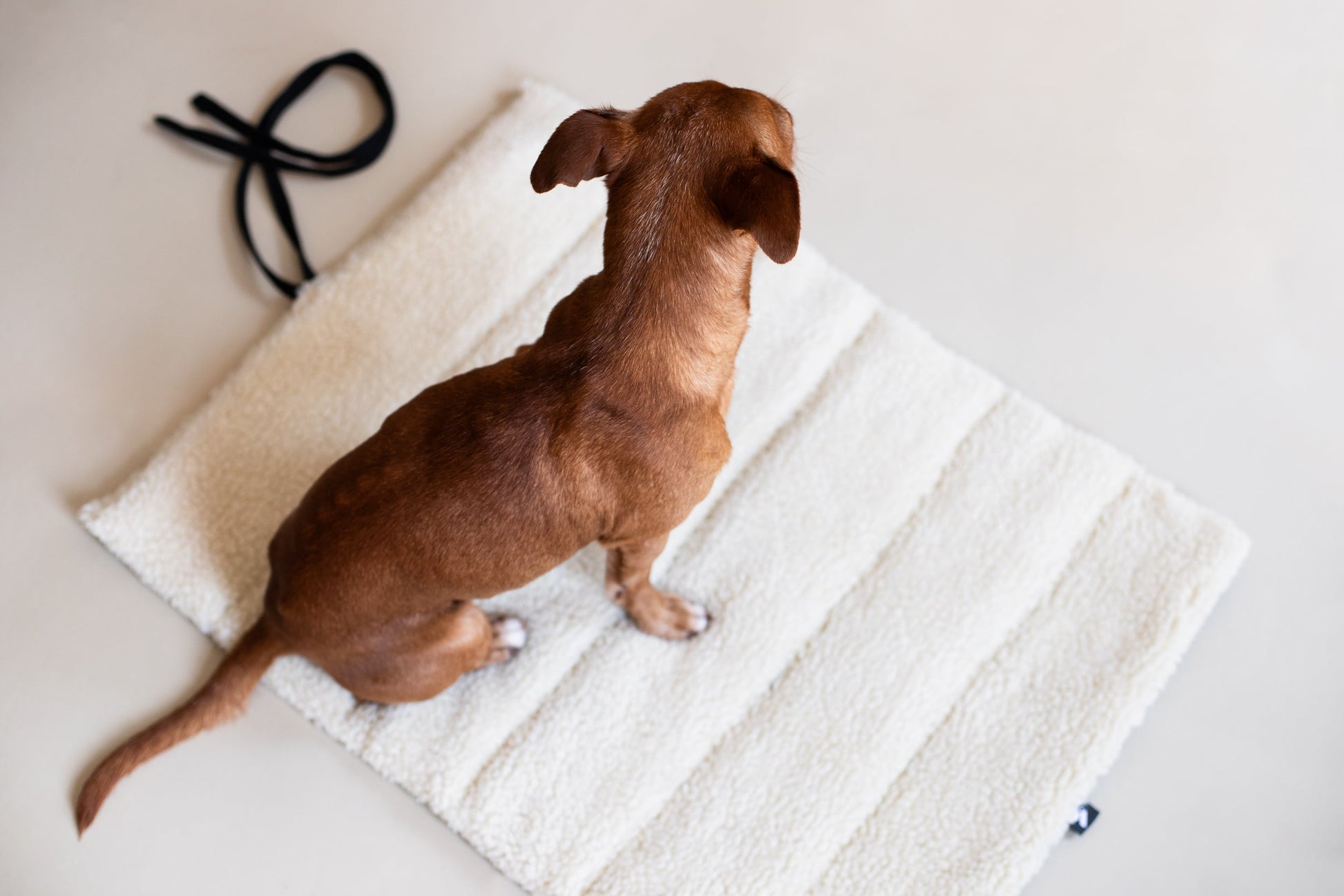 Vackertass Supply Co handmade minimal dog accessories - full grain vegetable-tanned leather collar with solid brass hardware made to order in East London at Sostter
